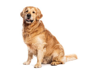 Senior Golden retriever dog sitting on the floor and looking happy, isolated on white background
