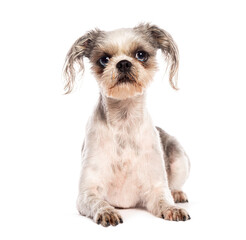 Crossbreed dog, crossed with a Shih Tzu and unkown breed, lying down and looking curious on white...