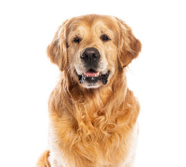 Happy golden retriever dog panting, looking at camera and posing for pet photography session, isolated on white