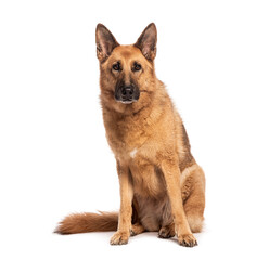 Adult german shepherd dog sitting on the floor and looking forward at the camera, isolated on white
