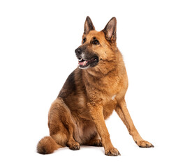 German shepherd dog sitting and looking away on white background