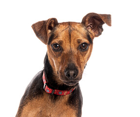 Head shot of an cute brown and black Miniature Pinscher dog with a red collar looking at the camera on white background