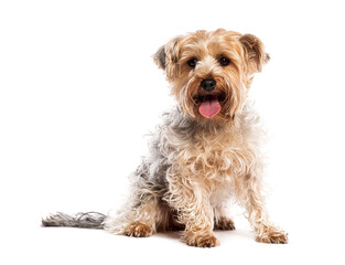 Yorkshire terrier sitting, panting with its tongue out and looking exhausted, isolated on white