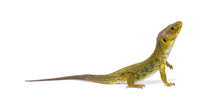 Side view of a Ocellated lizard, Timon lepidus, standing and looking up, isolated on white