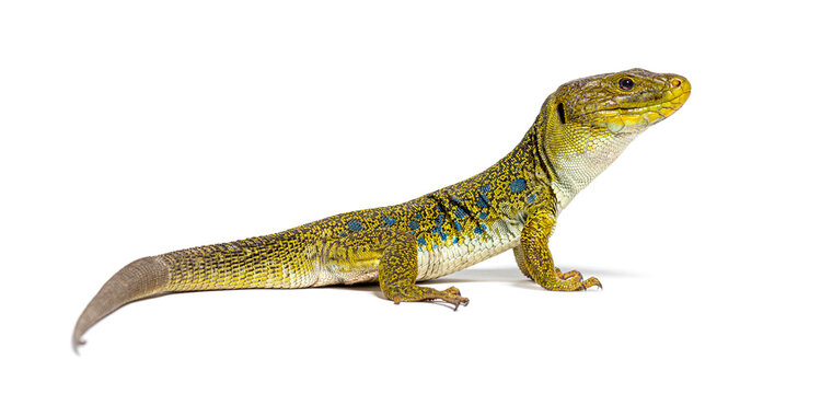 Side view of a Ocellated lizard, Timon lepidus, looking at the camera, isolated on white