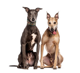Two greyhounds sitting and looking at camera
