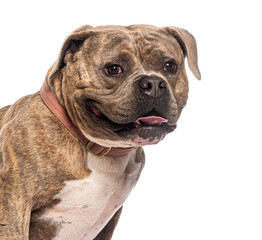 Bull terrier dog panting and wearing a collar