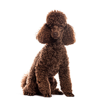 Brown poodle sitting on white background