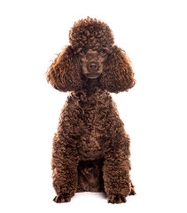 Brown standard poodle sitting and looking at camera