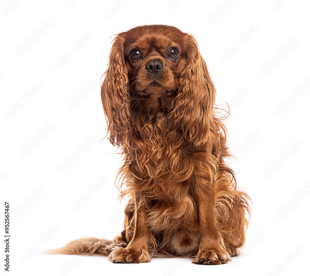 Wall mural cavalier king charles spaniel sitting and looking forward