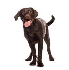 Chocolate labrador retriever standing and panting on white background