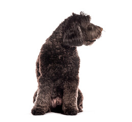 Curious black goldendoodle dog sitting and looking backwards