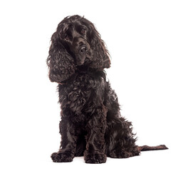 Black cocker spaniel dog sitting and looking curious