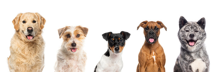 Obraz premium Five happy dogs panting and looking at camera