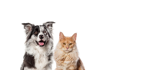 Border collie dog and maine coon cat sitting on white background