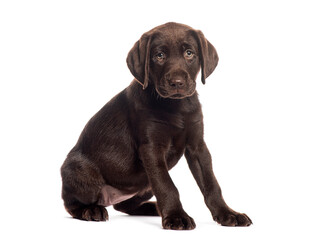 Chocolate labrador retriever puppy sitting and looking sad