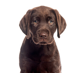Chocolate labrador retriever puppy looking with white background