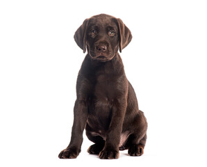 Chocolate labrador retriever puppy sitting on white background