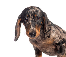 Adorable dachshund puppy posing on white background