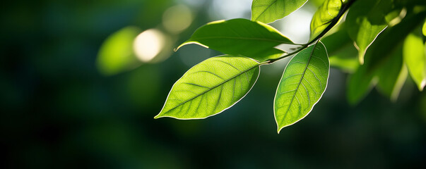 A close-up shot of vibrant green leaves illuminated by sunlight, showcasing their delicate veins and natural beauty against a blurred background.