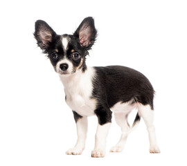 Adorable chihuahua puppy standing on white background