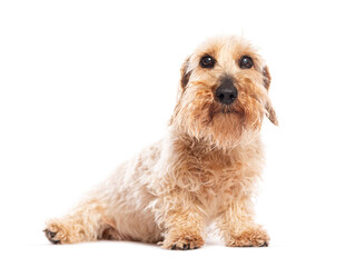 Adorable wirehaired dachshund dog sitting and looking up on white background