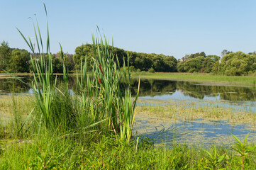 Summer country landscape, small lake overgrown with greenery, duckweed, reed bushes in the foreground