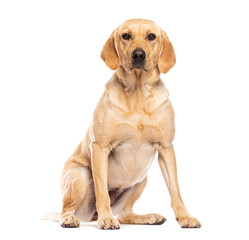 Labrador retriever dog sitting and looking at camera isolated