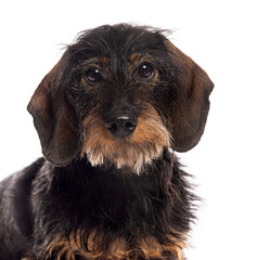 Wire haired dachshund looking at camera on white background