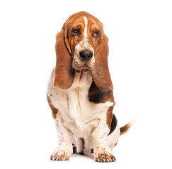 Sad basset hound sitting and looking at camera