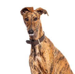 Beautiful brindle galgo espanol dog posing with tilted head