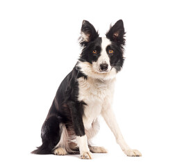 Border collie dog sitting and looking at camera on white background