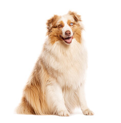 Australian shepherd dog sitting and panting on white background