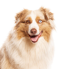 Happy australian shepherd dog smiling on white background