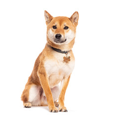 Adult shiba inu sitting and wearing a collar with dog tag