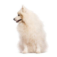 Japanese spitz dog sitting and looking to the side on white background