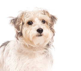 Adorable long haired mixed breed dog posing on white background