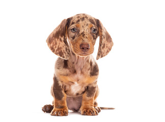 Adorable dachshund puppy posing on white background