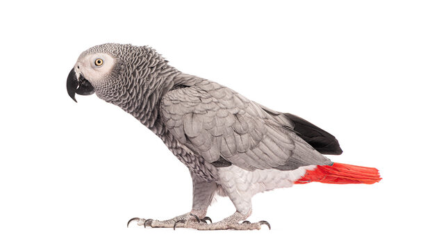 Side view of a African Grey Parrot - Psittacus erithacus, walking in front of a white background