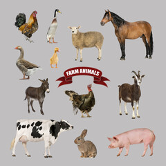Poster of farm animals including a horse, cow, pig, sheep, goat, goose, rooster, hen, duck, and rabbit