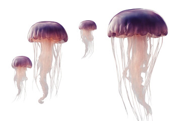 Set of jellyfish isolated on transparent background