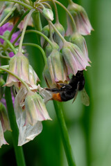 Bee on a flower