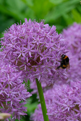 Purple Allium flower and bee