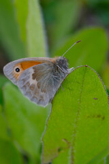 Small Heath Butterfly on green leaf