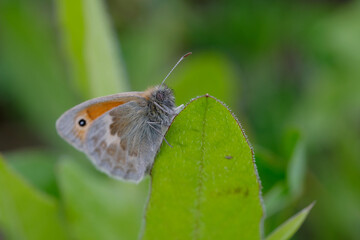 Small Heath Butterfly on green leaf