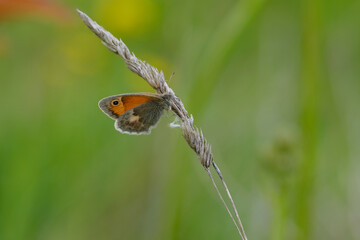 Small Heath Butterfly on green background