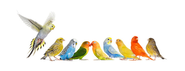 Large group of small exotic pet birds on a line; parakeet, canary, love bird, isolated on white