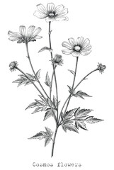 Antique engraving illustration of Cosmos flower black and white clip art isolated on white background