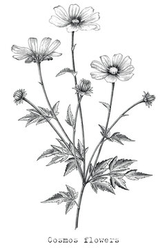 Antique engraving illustration of Cosmos flower black and white clip art isolated on white background