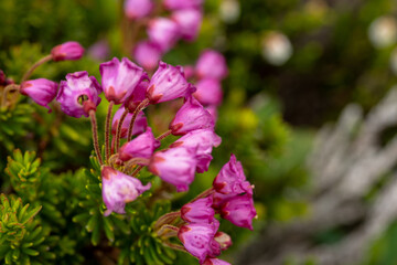 Mountain Heather Blooms In Paradise